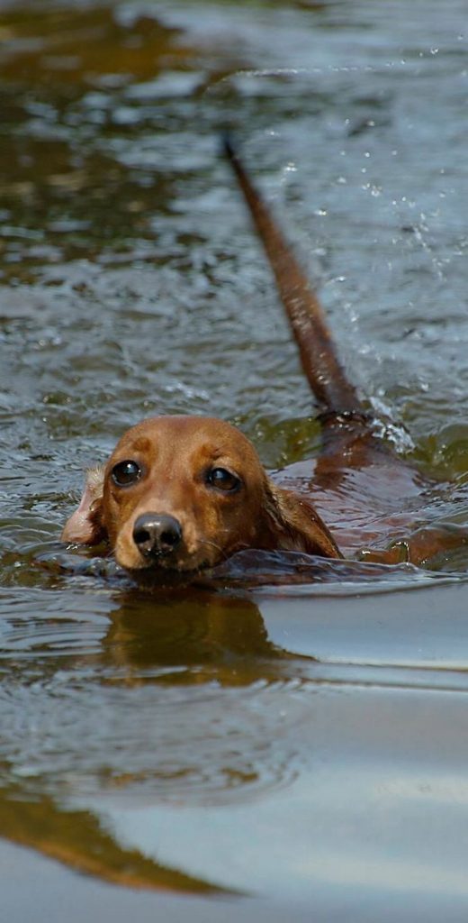 Working Rhodesian Ridgeback Breeders