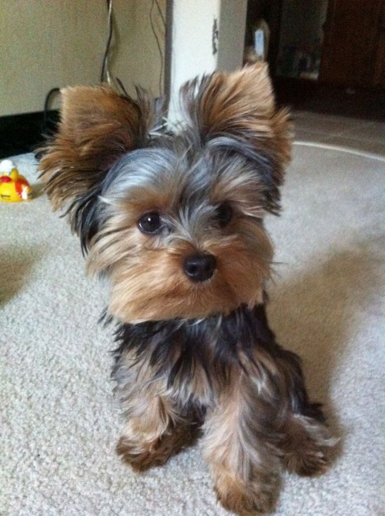 https://www.topdogforsale.com/wp-content/uploads/2019/01/yorkie-haircuts-with-floppy-ears-765x1024.jpg